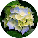 Andressa Pedroza profile picture